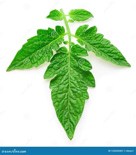 Tomato leaves isolated stock image. Image of tomato - 133353401