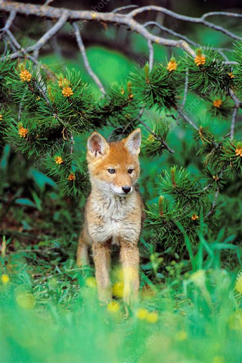 Wild Coyote pup - Stock Image - C014/3304 - Science Photo Library