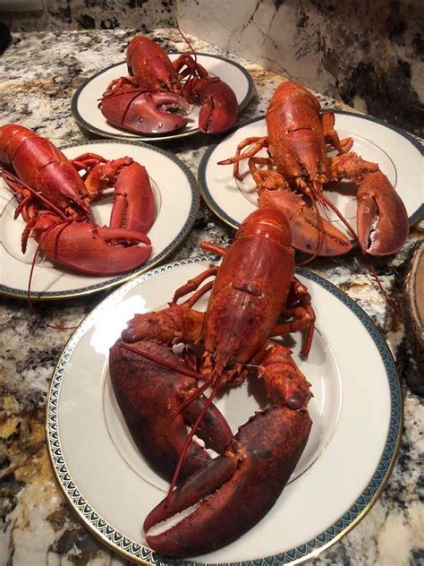 Maine lobster | Maine lobster, Lobster delivery, Main meals