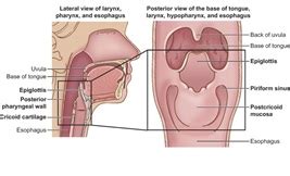 Hypopharynx Definition