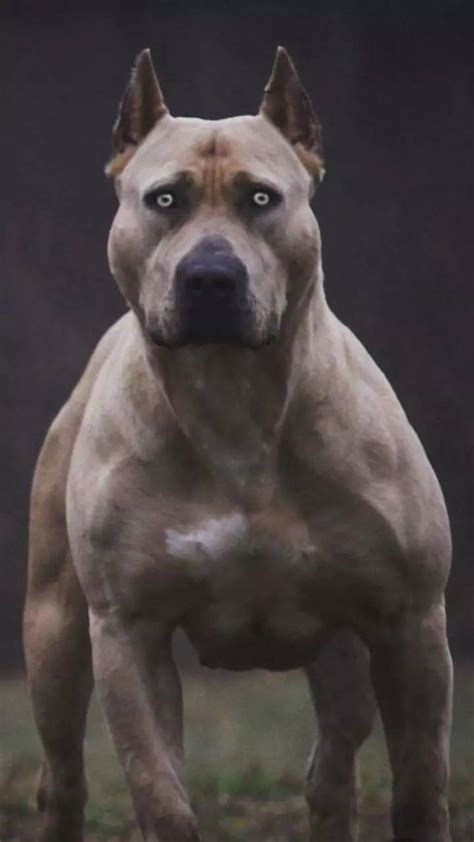 Scariest Looking Dog Breeds