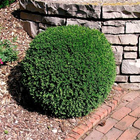 Types Of Boxwood Evergreen Shrubs