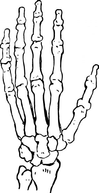 Skeleton Hand Free Stock Photo - Public Domain Pictures