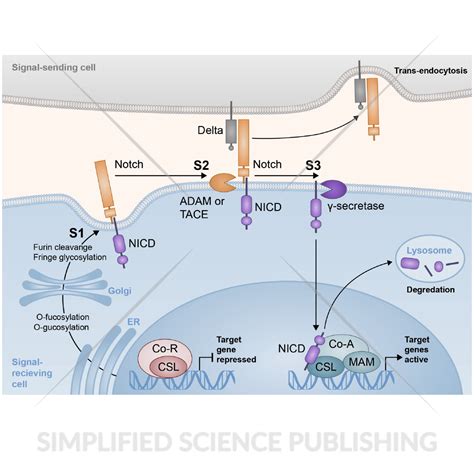 Notch Molecular Signaling Pathway - Vector Image for Download