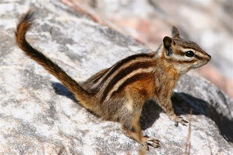 Least Chipmunk Animals | Amazing Facts & Latest Pictures | The Wildlife