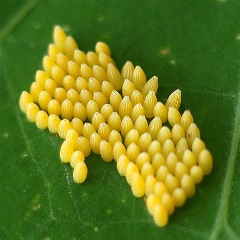 butterfly eggs pictures | Butterfly Eggs