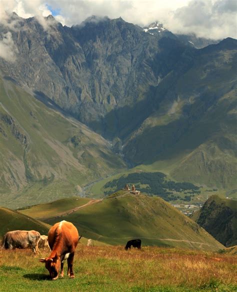 Zdjęcia: Na Kazbek, Kaukaz, Wszędobylskie gruzińskie krowy, GRUZJA