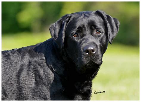 Cute Black Labrador Retriever Puppies For Sale Near Me - l2sanpiero