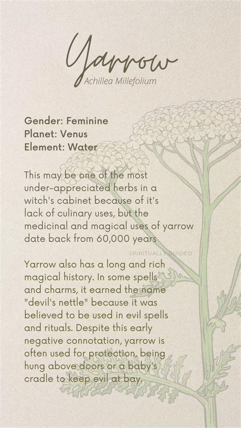 Yarrow, and all it’s magic 💛 in 2023 | Herbal magic, Magic herbs, Magical herbs