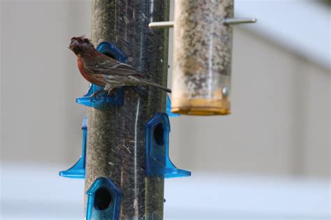 Rescue 101: The Ultimate Guide to Turn Your Backyard into a Bird Refuge - Maryland Pet