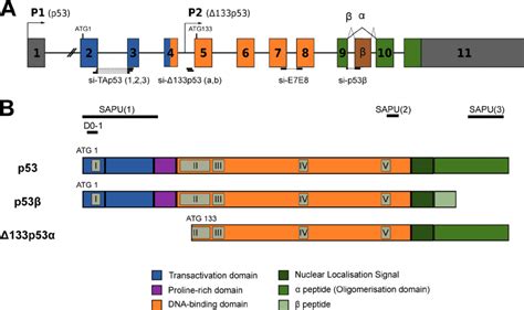 Genetic and structural organization of human p53 isoforms. (A) The... | Download Scientific Diagram