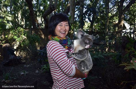 The Day I Held a Koala at Lone Pine Koala Sanctuary in Brisbane