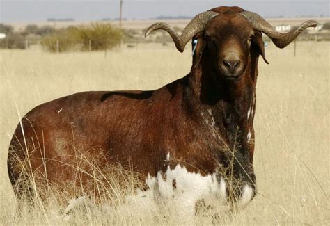 Indigenous Sheep Breeds in South Africa