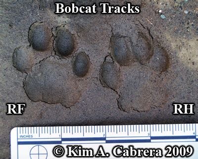 Animal Tracks - Bobcat Track Photos (Felis rufus or Lynx rufus) Page 1