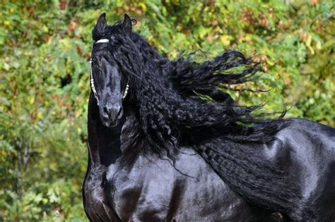 Wild mane | Horses, Friesian horse, Friesian