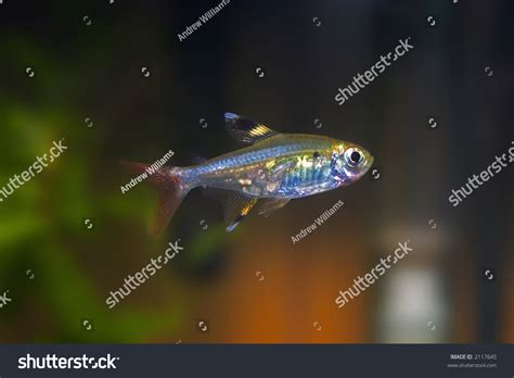 X-Ray Tetra Fish (Pristella Tetra) Stock Photo 2117645 : Shutterstock