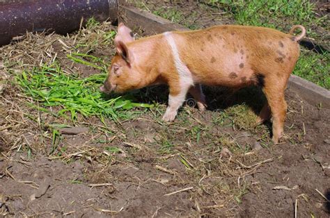 Young Pig Eats Grass Royalty Free Stock Photography - Image: 27690657