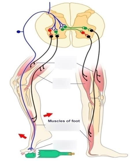 Crossed-Extensor Reflex Arc Diagram | Quizlet