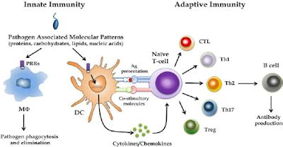 EXAMS AND ME : Anti Thymocyte Globulin