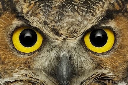 great horned owl face