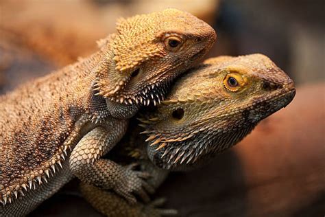 How to Breed Bearded Dragons: Beraded Dragon Mating Guide