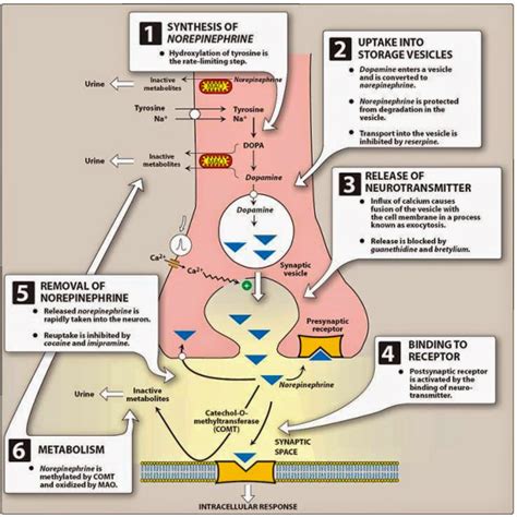 Pharmacological Blog: Epinephrine | Epinephrine, Pharmacological ...