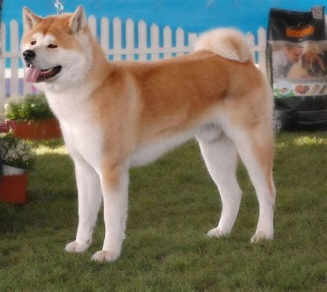 Beautiful Akida Dog | Dog Breeds | Chien et Animaux