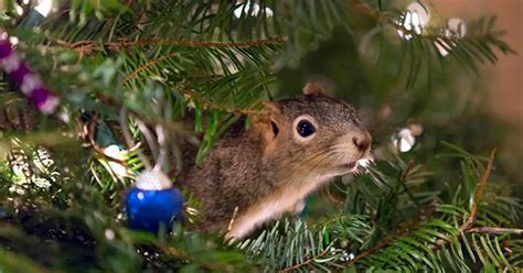 squirrel in Christmas tree - MajesticAnimals.net