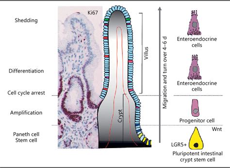 Figure 1 from Development and Anatomy of the Enteroendocrine System in Humans. | Semantic Scholar