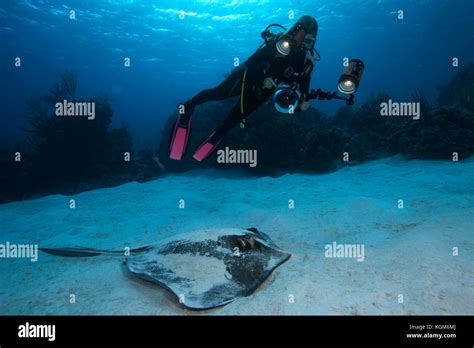 Stingray and underwater photographer Stock Photo - Alamy