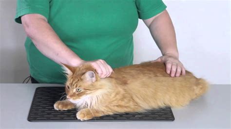 Behavior and handling: How to restrain a cat - YouTube