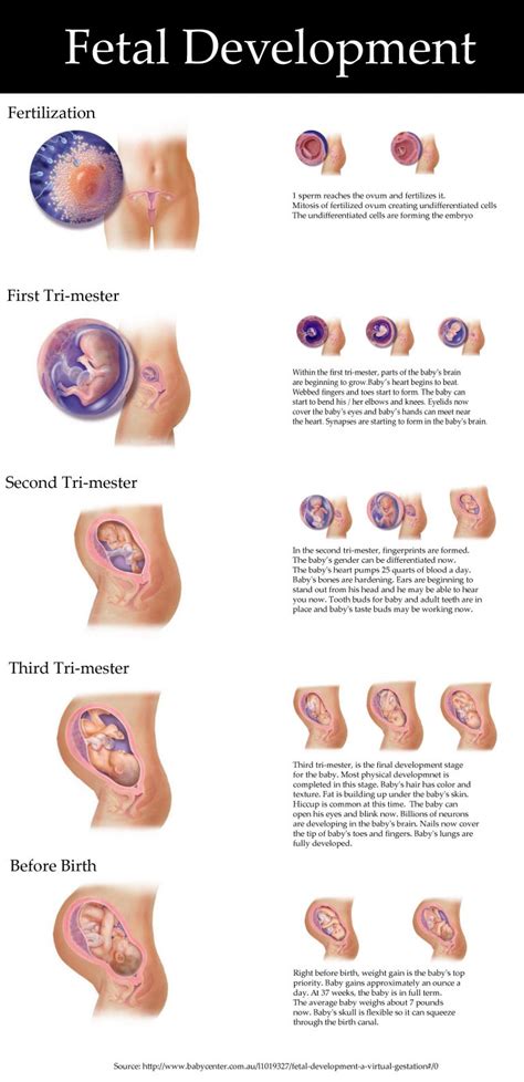 Fetal Development Visualization | Visual.ly | Fetal development, Pregnancy stages, Prenatal ...