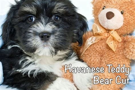 Havanese Teddy Bear Cut: All You Need to Know - Bichon World