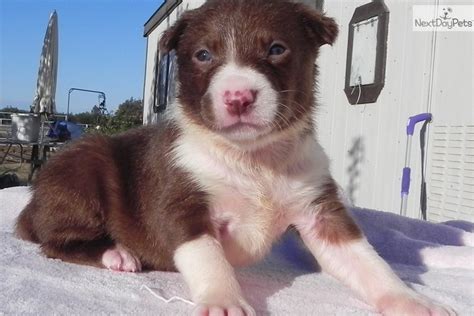 McNab puppy for sale near Chico, California | cb87ea29-3c91