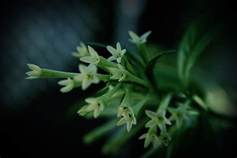 Night blooming Jasmine | Bloom, Garden, Flowers