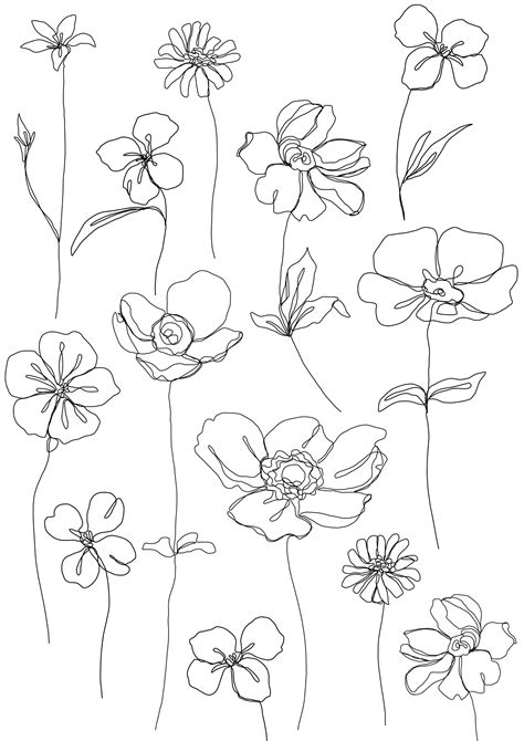 Line art drawings, Line art flowers, Floral drawing