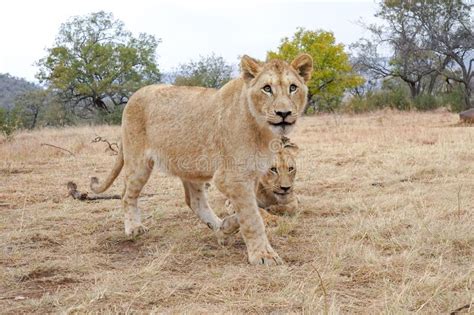 Closeup of Two Wild African Lion Cubs in a Safari Stock Photo - Image of mammal, wilderness ...