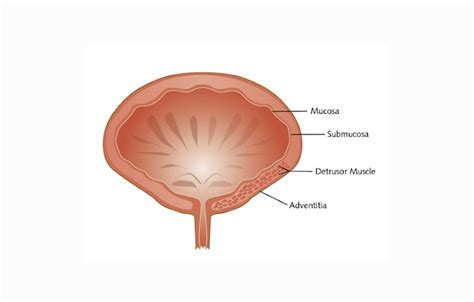 Kandung Kemih (Vesika Urinaria) : Pengertian, Struktur, Fungsi - Asep Respati