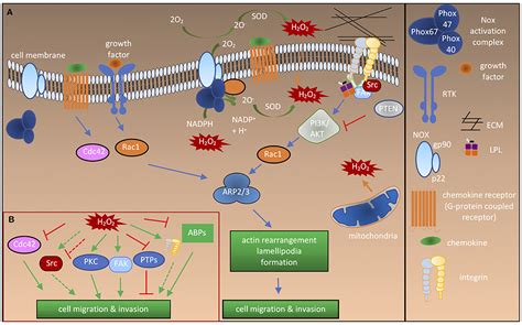 Frontiers | Redox Regulation of the Actin Cytoskeleton in Cell Migration and Adhesion: On the ...