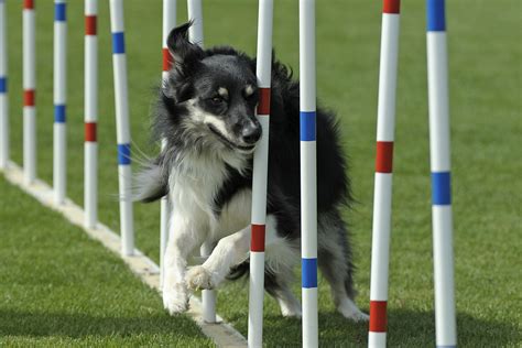 Dog Agility Equipment - Best Dog Foods and Holistic Dog Health Remedies | HealthierDogs.com