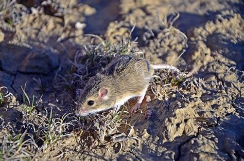 Olive-backed Pocket Mouse Habitat & Management - LandPKS