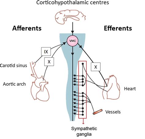 Textbook | Vasovagal Syncope | Syncopedia