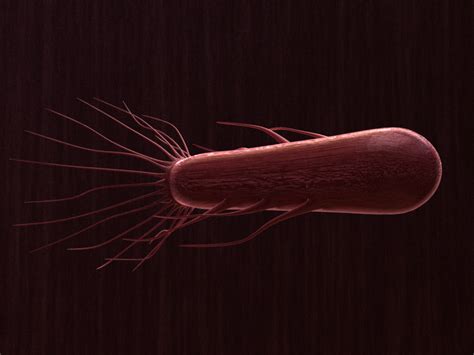 Flagella Bacteria 3D Model - 3D Models World