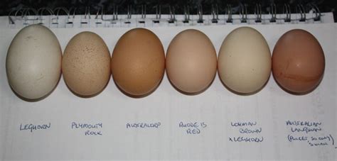 Leghorn, Plymouth Rock, Australorp, Rhode Island Red, etc., eggs ...