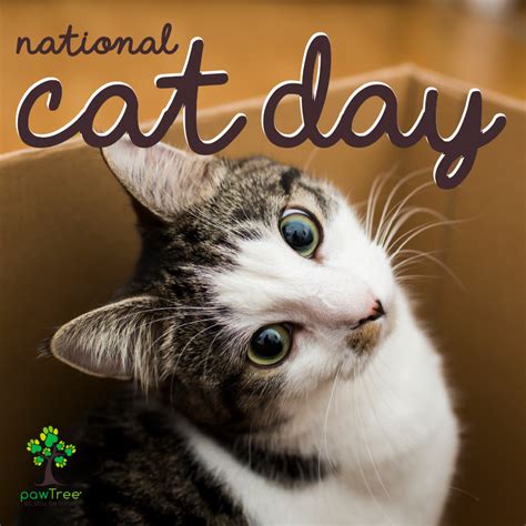 Happy National Cat Day!! Post a pic of your cat and let me know how you ...