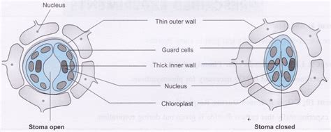 Leaf Stomata Diagram