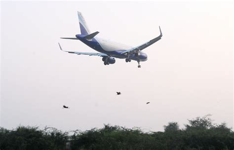 Explained: What Are Bird Strikes And How Are They Impacting Aviation Industry