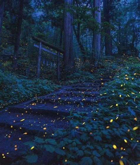 🔥 Long-exposure picture of fireflies at night in a forest near Nagano ...