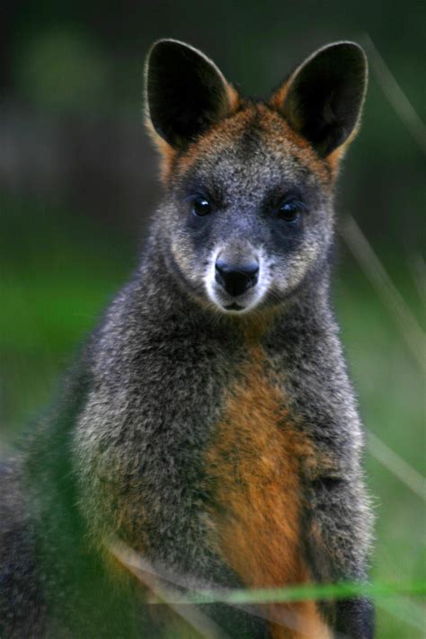 Truffle munching wallabies shed new light on | EurekAlert!