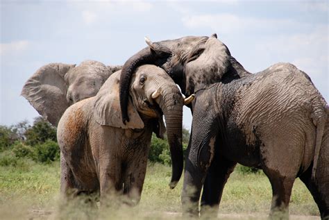 Free Images : adventure, wildlife, herd, africa, mammal, fauna, savanna, animals, safari, indian ...